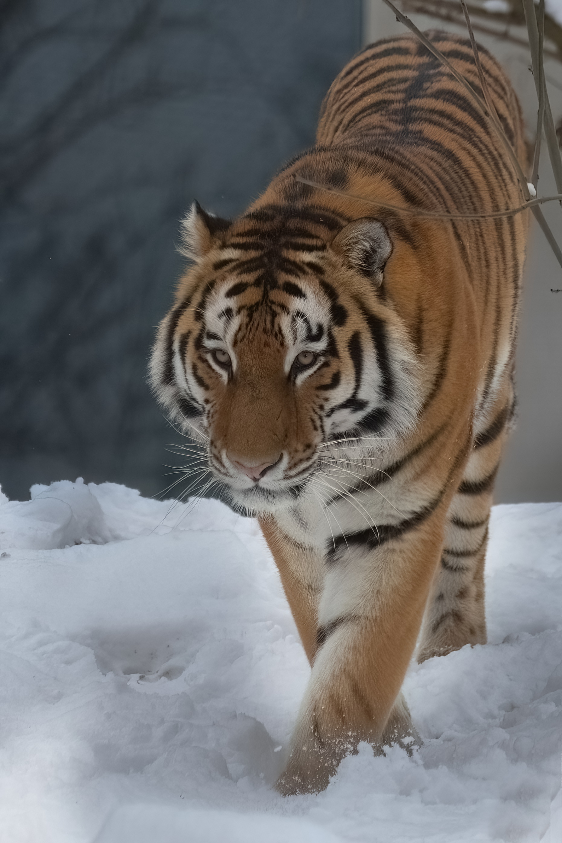 DSC_4621AB