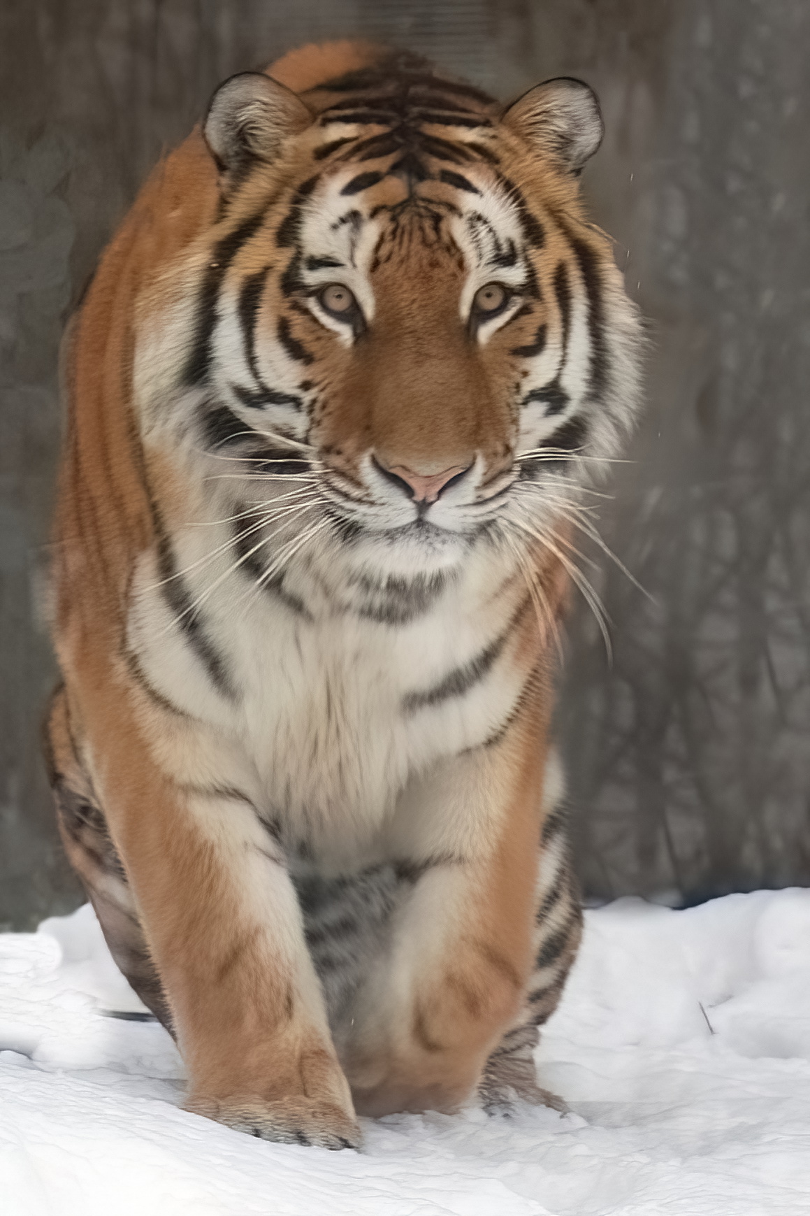 DSC_4654AB